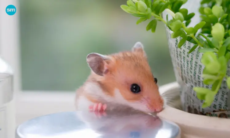 Hamsters Can Be Great Small Pets for Kids