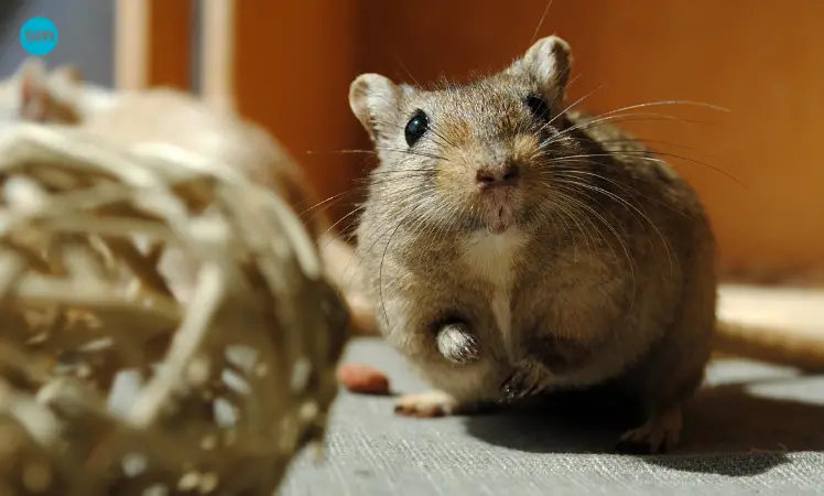 How About Gerbils?