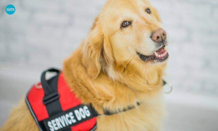 grants for service dogs