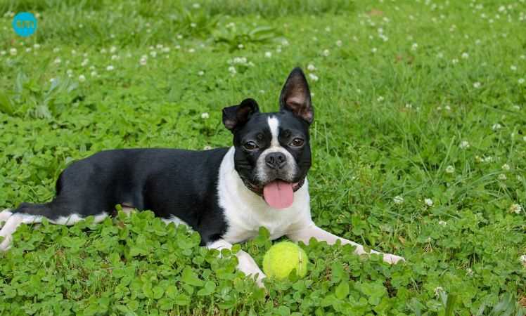 A Boston Terrier laid out on the grass