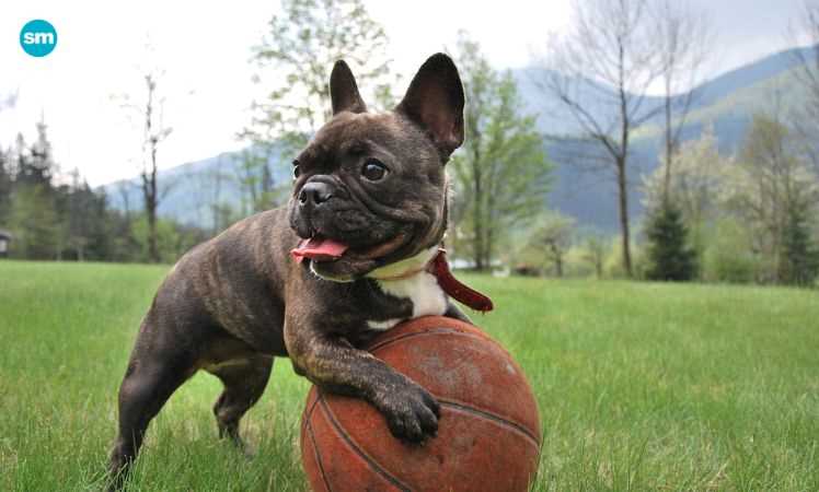 A French Bulldog propped on a ball.