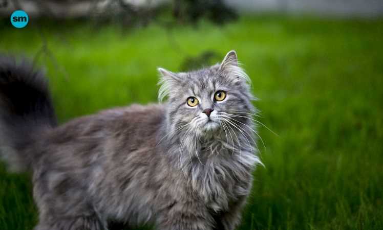 A Maine Coon cat outdoors