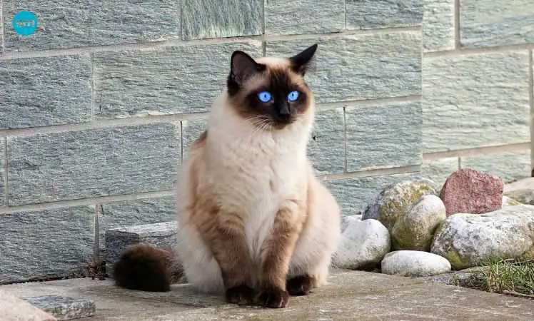 A Siamese cat staring